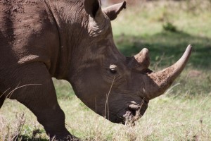 Rhino