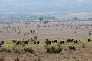 Cape buffalo and elephant