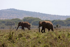 Elephants