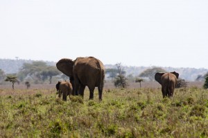 Elephants