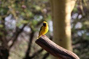 Weaver bird