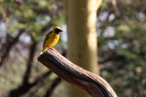 Weaver bird