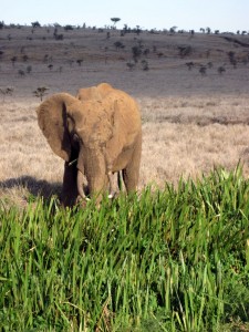 Elephant eating reeds (MAK)