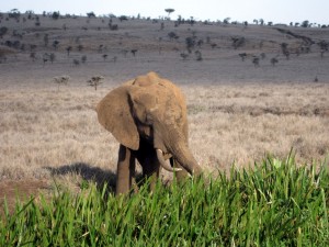 Elephant eating reeds (MAK)