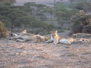 Lionesses (MAK)