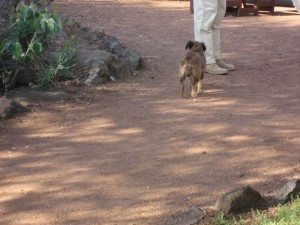 Treacle the camp dog