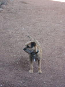 Treacle the camp dog