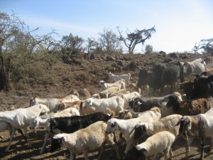 Cattle drive