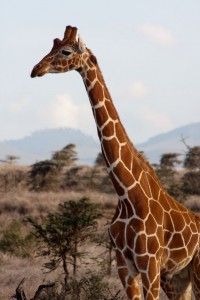 Giraffe, Lewa Camp