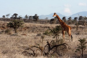 Giraffe, Lewa Camp