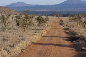 The main 'road', Lewa Camp