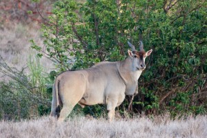 Eland, Lewa Camp