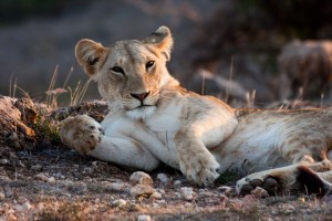 Lioness, Lewa Camp