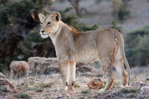 Lioness, Lewa Camp