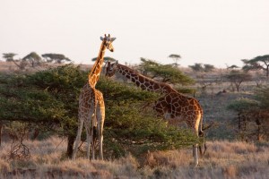 Giraffes, Lewa Camp