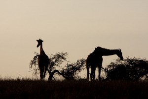 Giraffes, Lewa Camp