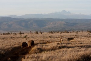 White Rhinos and Mt Kenya, Lewa Camp