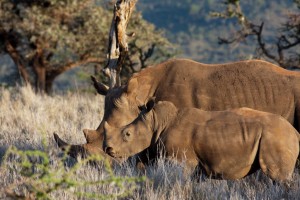 White Rhino and baby, Lewa Camp