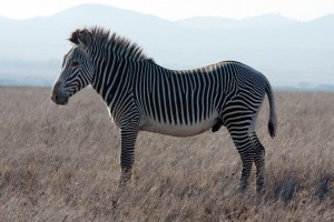 Grevy's Zebra, Lewa Camp