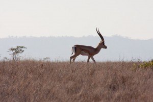 Impala, Lewa Camp