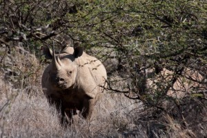 The rhino who charged us, Lewa Camp