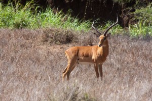 Impala, Lewa Camp