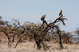 Vultures, Lewa Camp