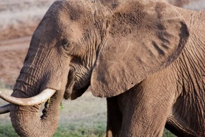 Elephant, Lewa Camp