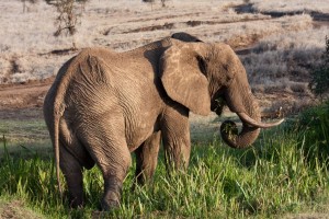 Elephant, Lewa Camp