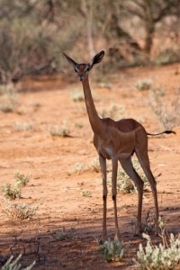 Gerenuk, Saruni