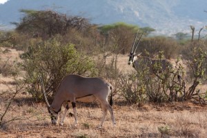 Oryx, Saruni