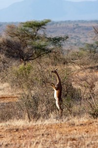 Gerenuk, Saruni