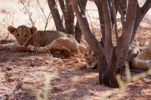 Lion cubs, Saruni