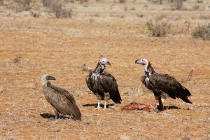 Vultures, Saruni