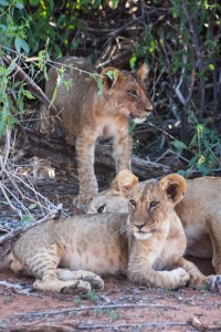 Lion cubs, Saruni