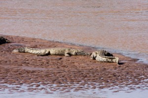 Crocodiles, Saruni