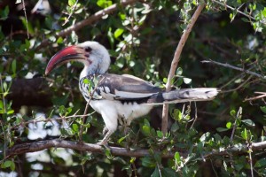 Hornbill, Saruni