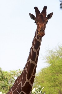 Giraffe, Saruni