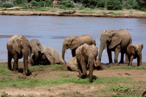 Elephant bath, Saruni