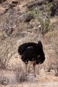 Papa ostrich, Saruni