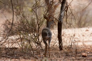 Dik-dik, Saruni