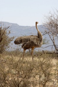 Mama ostrich, Saruni