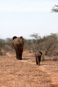 Elephant and baby, Saruni