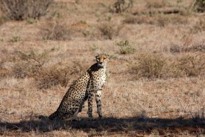 Cheetah, Saruni