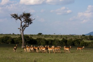 Impala, Elephant Pepper