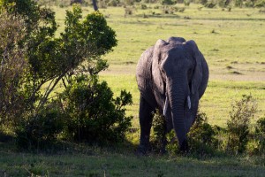 Elephant, Elephant Pepper