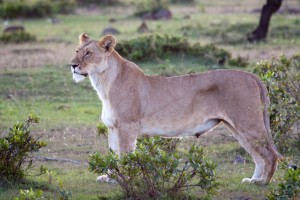 Lioness, Elephant Pepper