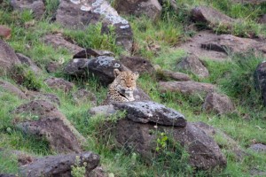 Leopard, Elephant Pepper