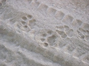 Leopard tracks, Saruni