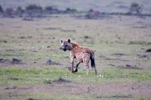 Hyena, Elephant Pepper